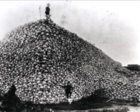 buffalo%20bones.jpg