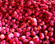 allium_ascalonicum.jpg