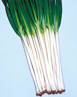 allium_fistulosum5.jpg