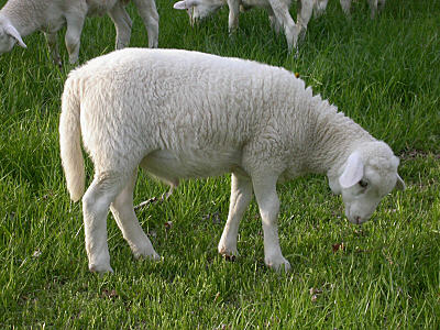 weanedlamb.jpg