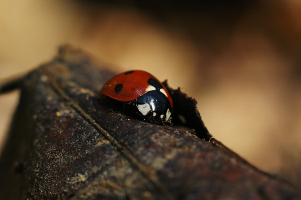 BIG_0005628752.jpg