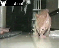 gtfo_dog_cat.gif