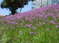 tulbaghiaviolacea2.jpg