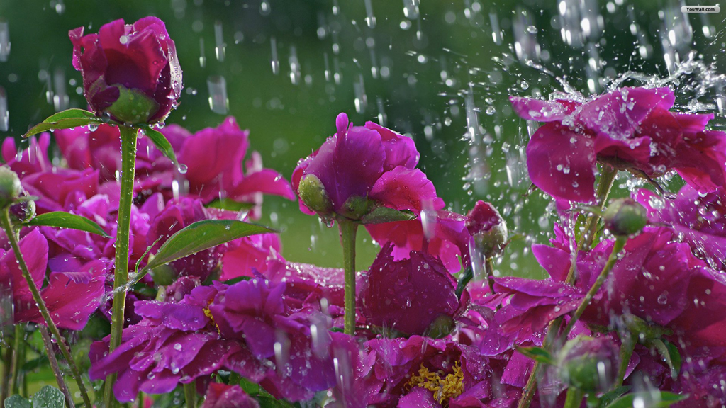 flowers_in_the_rain_wallpaper.jpg