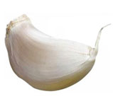 allium_sativum4.jpg