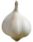 allium_sativum3.jpg