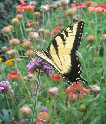 PapilioGlaucus050812a.jpg