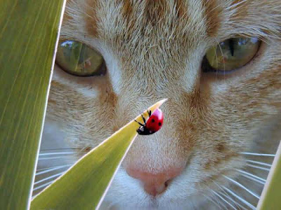 Cat+and+Ladybug.jpg