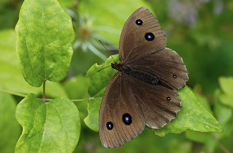 Minois_Dryas.jpg