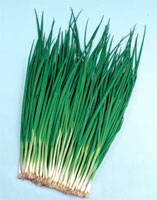 allium_fistulosum3.jpg