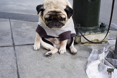 mops_3.jpg