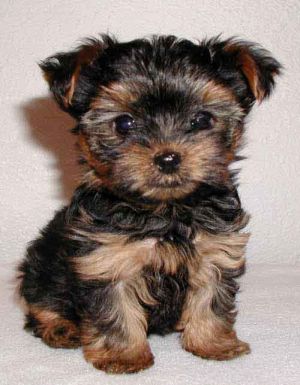 yorkshire_terrier_pups_03a.jpg