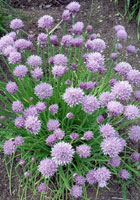 allium_schoenoprasum2.jpg