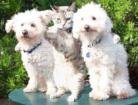 dogs+lillian-harmony.jpg