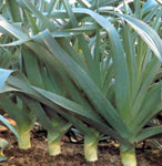 allium_porrum2.jpg