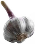 allium_sativum5.jpg