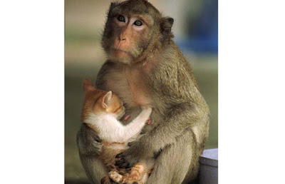 monkey+and+kitten.jpg