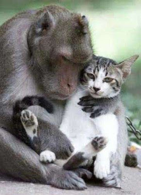 cat+and+monkey+pic+6.jpg
