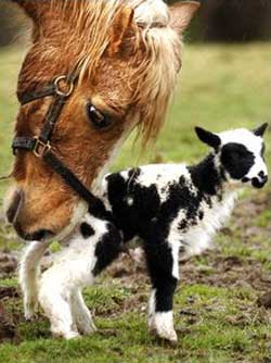 Pony+and+lamb.jpg