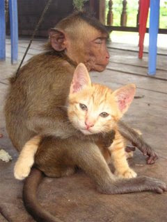 cat+and+monkey+pic+2.JPG