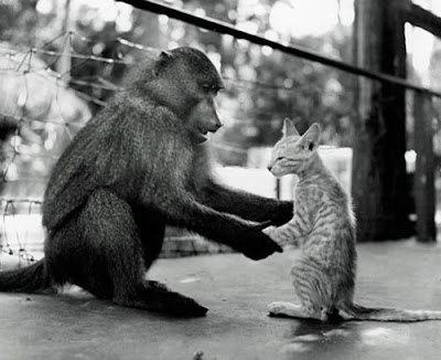 cat+and+monkey+pic+7.jpg