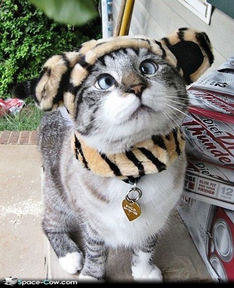 Silly-cat-with-tiger-hat-cute-funny-animals.jpg