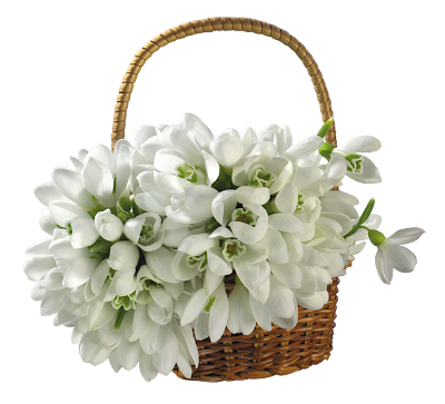 A+basket+snowdrop-Egy+kos%C3%A1r+h%C3%B3vir%C3%A1g..png
