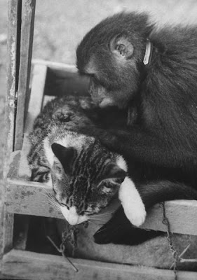 cat+and+monkey+friends.jpg