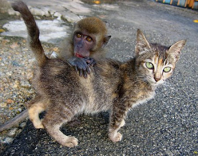 cat+and+monkey+pic+5.jpg