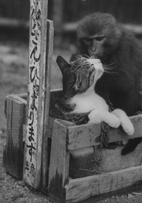 cat+and+monkey+pic.jpg