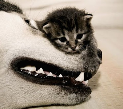 cute+kitten+and+dog.jpg