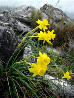 Narcissus+assoanus+subsp+praelongus.jpg