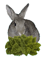 rabbit-eating-animated.gif