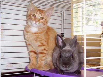 kitty_and_bunny.jpg