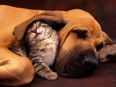 cat-and-dog.jpg