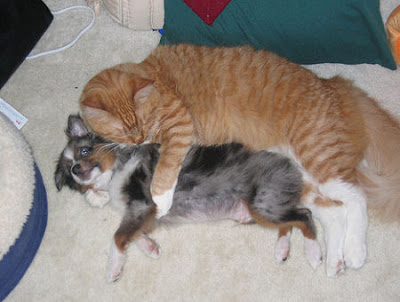 cat-hugs-dog.jpg