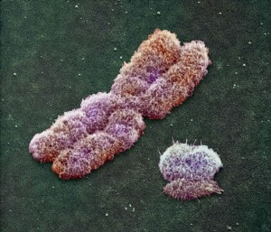 concepto-de-cromosomas.jpg