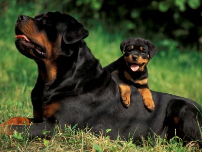 Rottweiler-puppies-19.jpg
