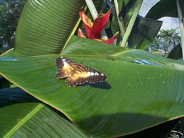 ButterflyConservatory6.jpg