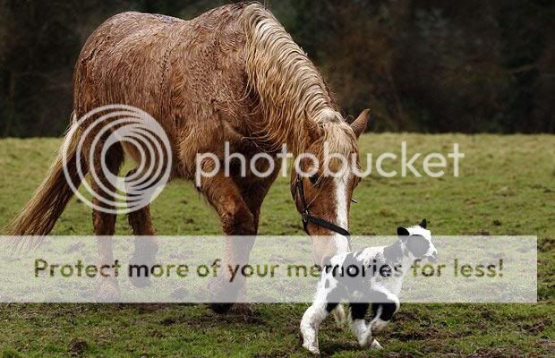 horse-lamb_1363468i.jpg
