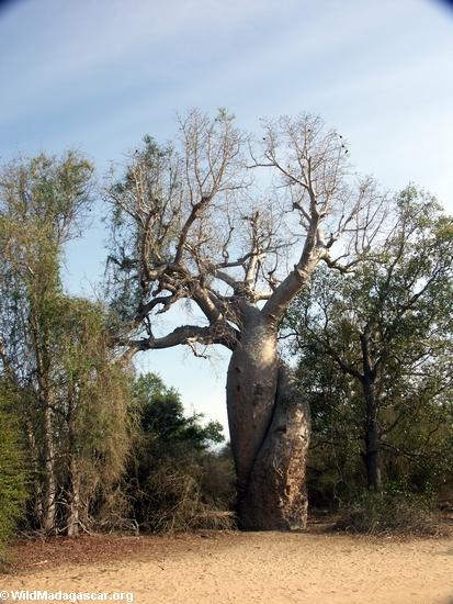 baobabs0002.jpg