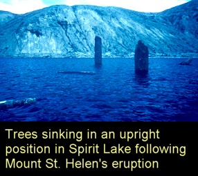 vertical-trees-mt-st-helens-spirit-lake.jpg