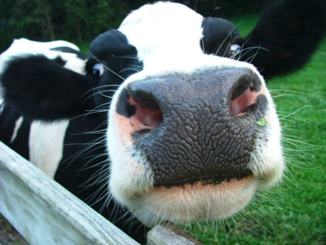 Dairy-cow.jpg