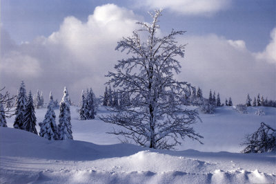 winter-landscape.jpg