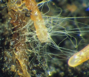 mycorrhizakicsi.jpg