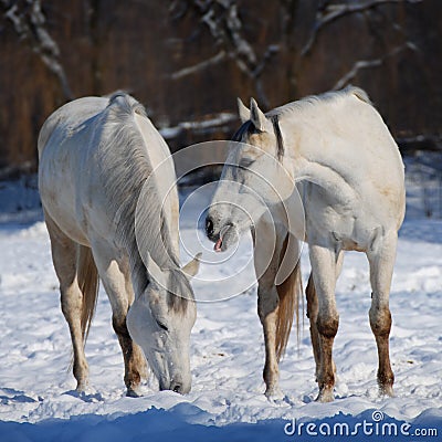 witte-paarden-in-de-sneeuw-thumb8273764.jpg