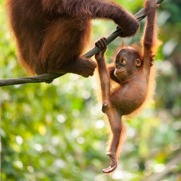 Orangutany-na-Borneo2.jpg