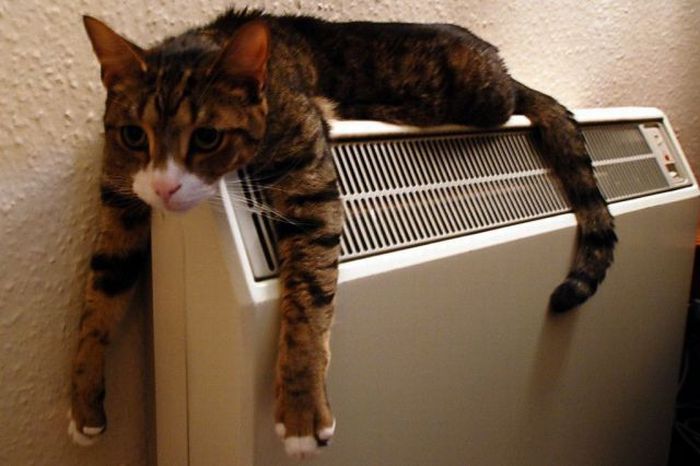 radiator-cat-big.jpg