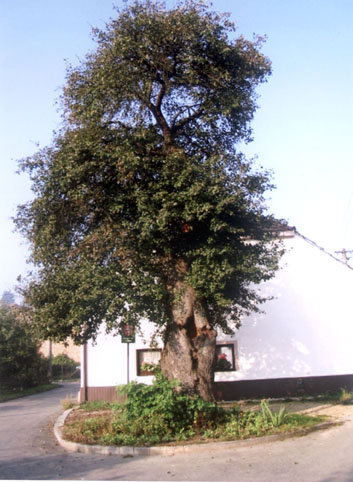 strom1.jpg