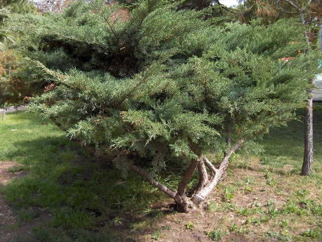Juniperusxpfitzeriana%2801%29.jpg